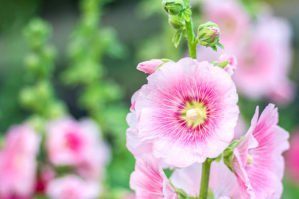 istock Flowers Holly Hock (Hollyhock) white in the garden 517845920