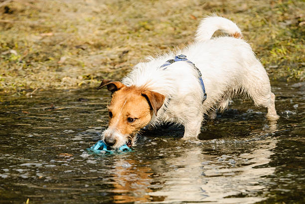 istock Fluffy wet terrier dog playing in puddle with a ball 517846324