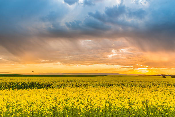 istock Canola Field in Flower with Stormclouds Glowing at Sunset, Australia 517847279