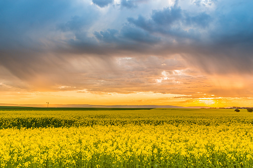 Yellow Canola Field beneath dramatic storm clouds in golden  sunset light. In the background a traditional windmill, South Australia, Australia.
