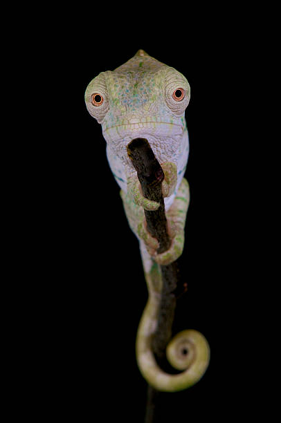istock Parson's chameleon / Calumma parsonni 517847499