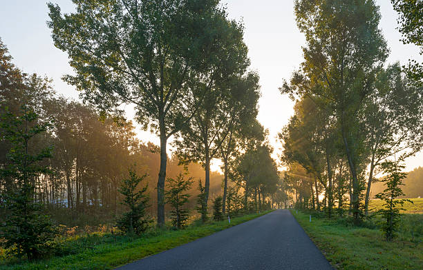 istock Sunrise through a hazy forest in autumn 517848499