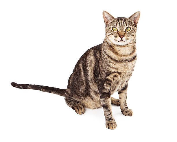 istock Adult Tabby Cat Sitting 517848937