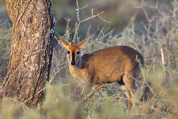 общие duiker - duiker tree bush animals in the wild стоковые фото и изображения