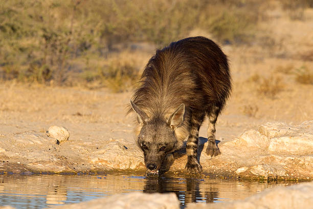 istock Brown Hyena at waterhole 517849491
