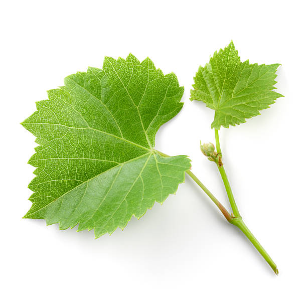 istock Fresh grape branch with leaves isolated on white 517849504