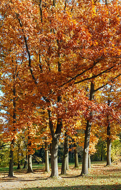 istock Autumn city park. 517849698