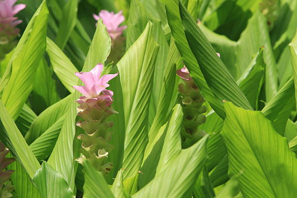 istock Tropical Flower krajeaw in Thailand 517850043