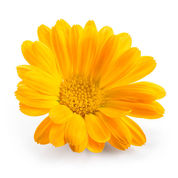 istock Calendula. Marigold flower isolated on white 517850488