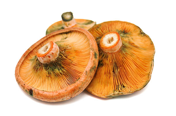 mushrooms stock photo