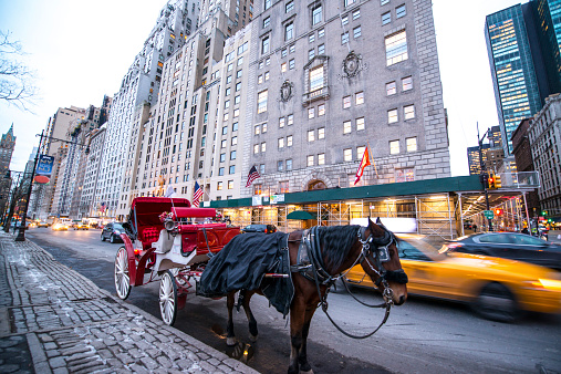 Horse Carriage waiting for passengers near Central Park, NYC
