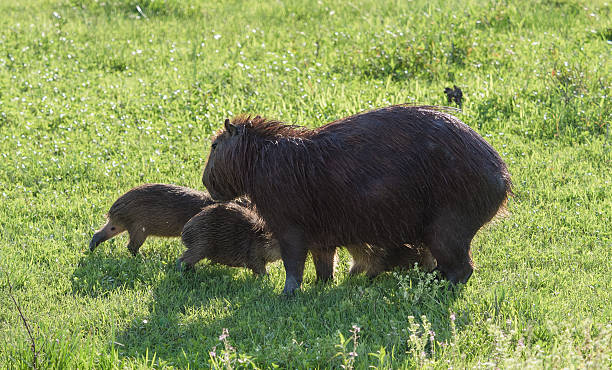 istock Capybara family group, the largest rodent 517850764