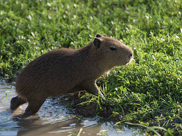 istock Baby Capybara, the largest rodent 517850858