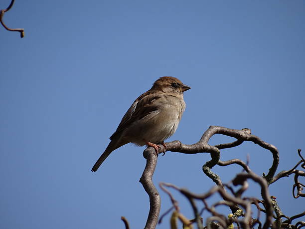 Sparrow on a small branch stock photo