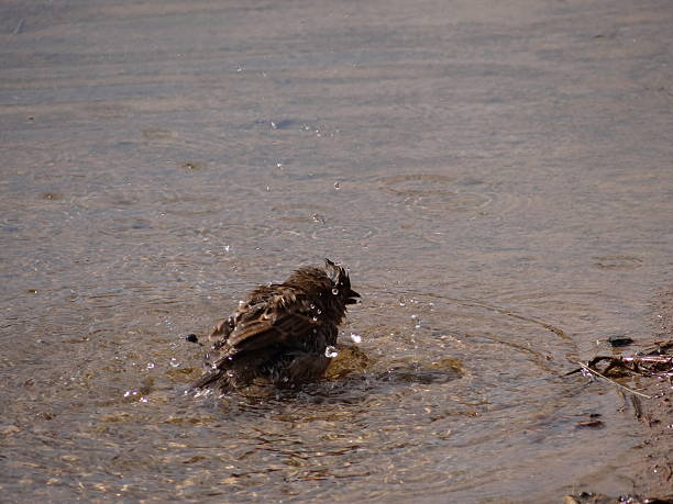 Bathing sparrow stock photo