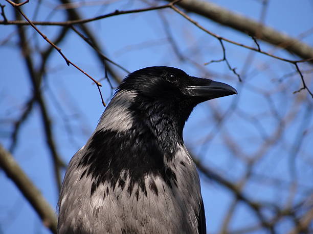 Crow on a tree stock photo