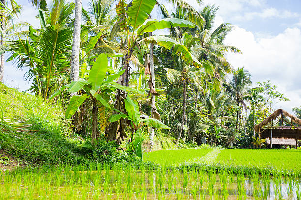 Tropical trees and green rice field.