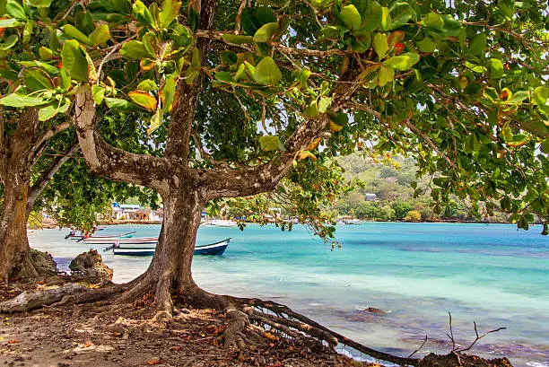 View of the Caribbean Sea from under a tree in Sapzurro, Colombia