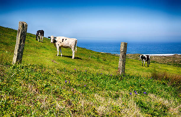 mucche felici california - northern california point reyes national seashore california coastline foto e immagini stock