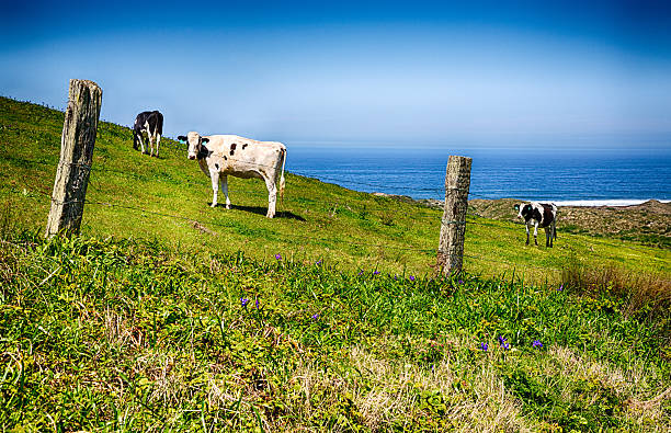 California Happy Cows