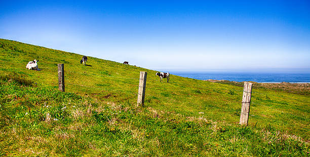 istock California Happy Cows 517851369