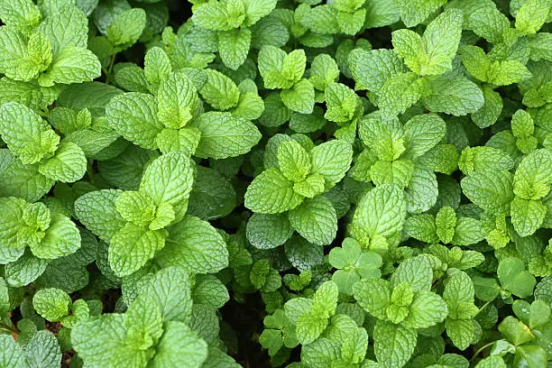 Photo of Spearmint,Labiatae,Mentha Spicata L