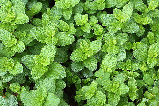 мятный, labiatae, mentha колосистая l - mint стоковые фото и изображения