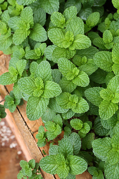 istock Spearmint - Labiatae - Mentha Spicata L 517852004