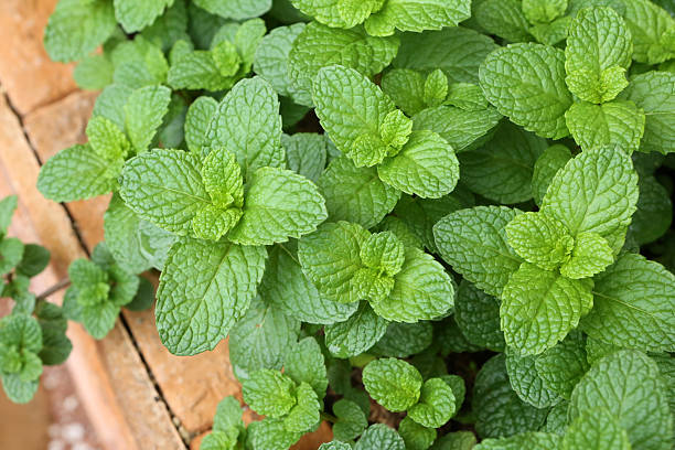 istock Spearmint - Labiatae - Mentha Spicata L 517852010