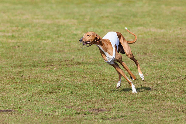 istock Azawakh hound running 517852726