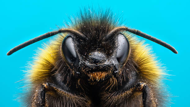 angry moscardón - bee macro insect close up fotografías e imágenes de stock