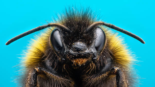 Angry Bumblebee Extreme macro of bumblebee with blue background animal antenna stock pictures, royalty-free photos & images