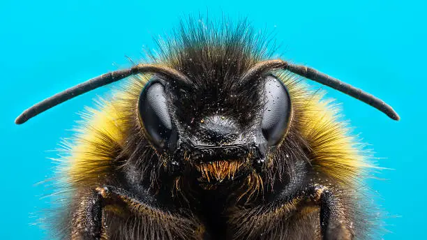 Extreme macro of bumblebee with blue background