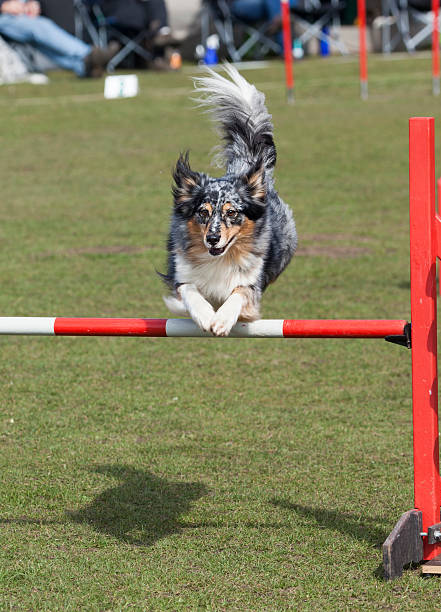 istock Border Collie jumping across hurdle 517853008