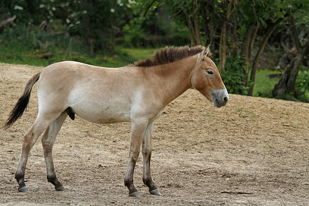 istock Przewalski's horse, foal 517853286