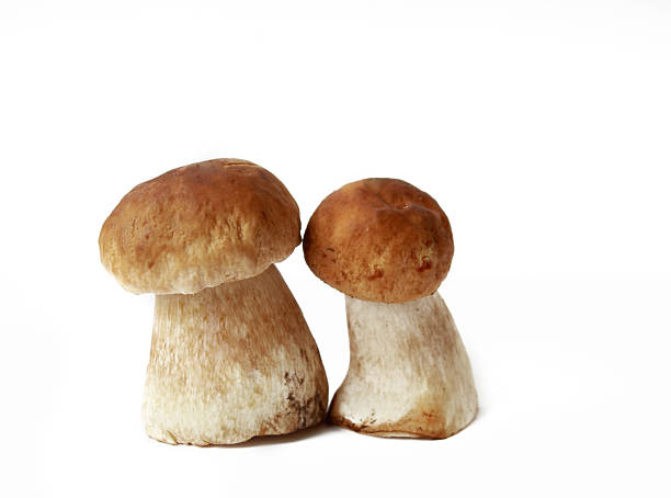 istock mushrooms on an isolated background 517853483
