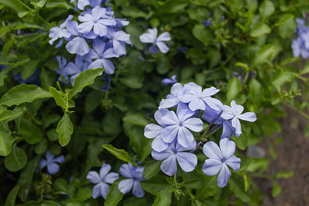istock Cape leadwort ,White plumbago. 517853707