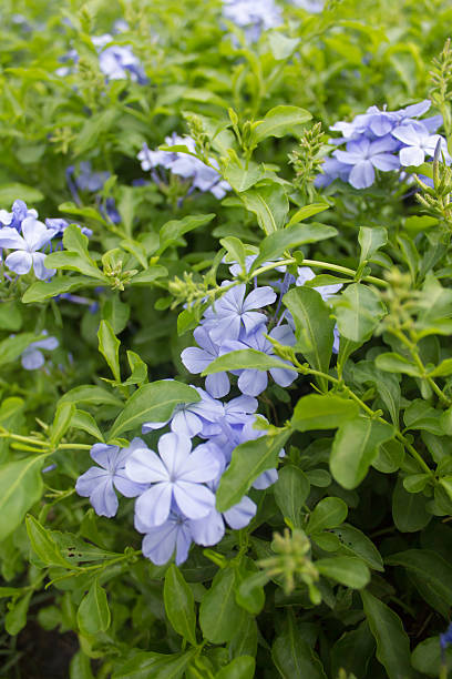 istock Cape leadwort ,White plumbago. (Plumbago auriculata Lam.) 517853711