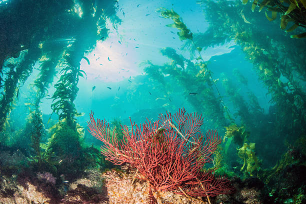 Catalina Island Scuba diving stock photo