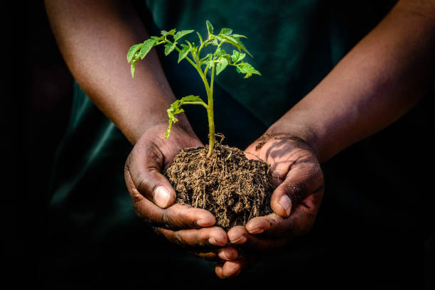 Hands holding plant in soil stock photo