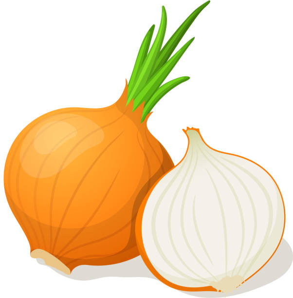 ilustraciones, imágenes clip art, dibujos animados e iconos de stock de cebolla aislado sobre blanco. ilustración vectorial - onion