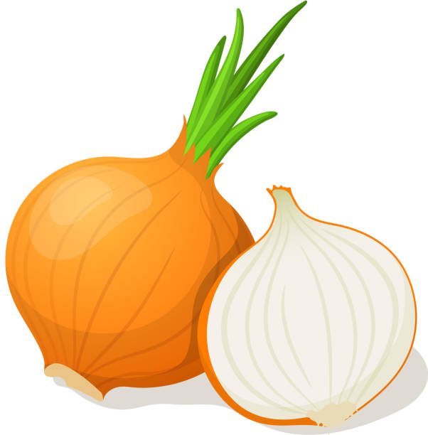 Onion isolated on white. Vector illustration Onion isolated on white. Vector illustration onion stock illustrations