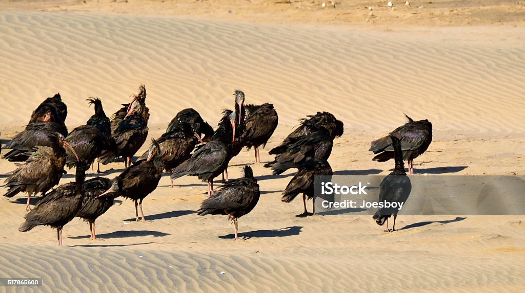 Northern Bald Ibis Flock A flock of Bald Ibis, an endangered species, gather on the beach at Sous Massa where it empties into the Atlantic Ocean south of Agadir, Morocco on a really windy day. This small group was on a flock of 500 which represent about 50% of the total number of this species. Animal Stock Photo