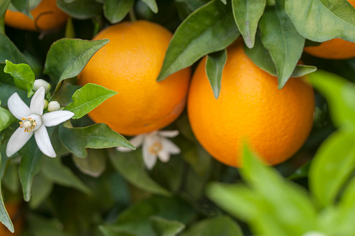 Orange tree with blossoms, and clusters of juicy, harvest ready oranges