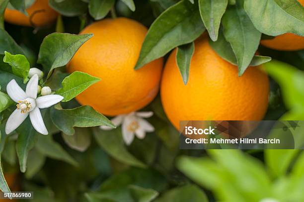 Organic Orange Trees Stock Photo - Download Image Now - Orange - Fruit, Orange Color, Blossom