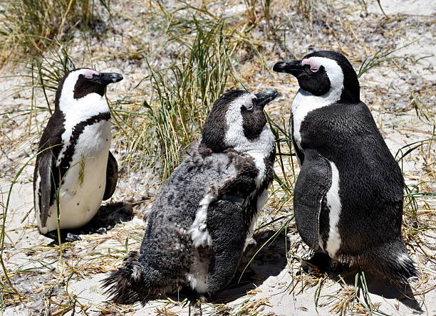 istock Penguins at Boulders Beach Spouthafrica 517866082