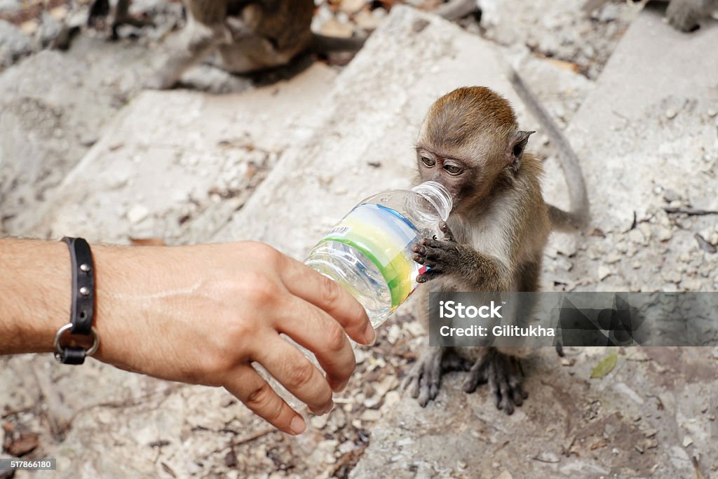 People Care For Wild Animal Stock Photo - Download Image Now - Accidents  and Disasters, Animal, Animals In The Wild - iStock