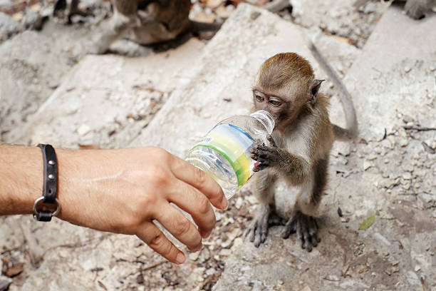 Monkey Is Drinking Water Stock Photos, Pictures & Royalty-Free Images -  iStock
