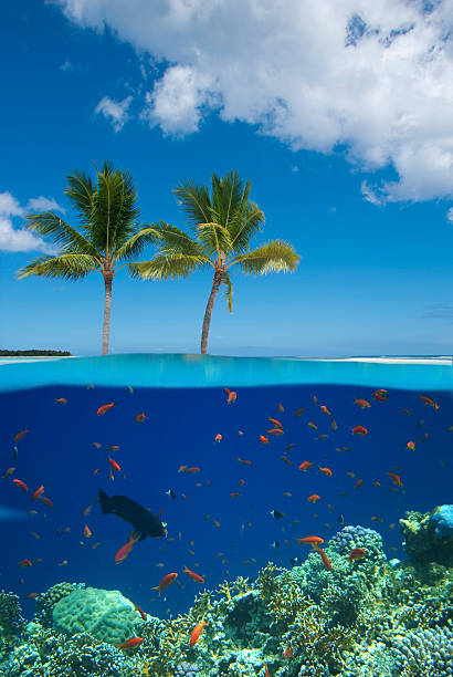 istock Tropical island with coral reef 517866804
