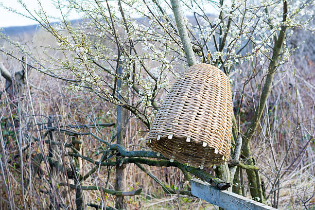 istock Handmade beehive to capture bee swarms in nature 517867944